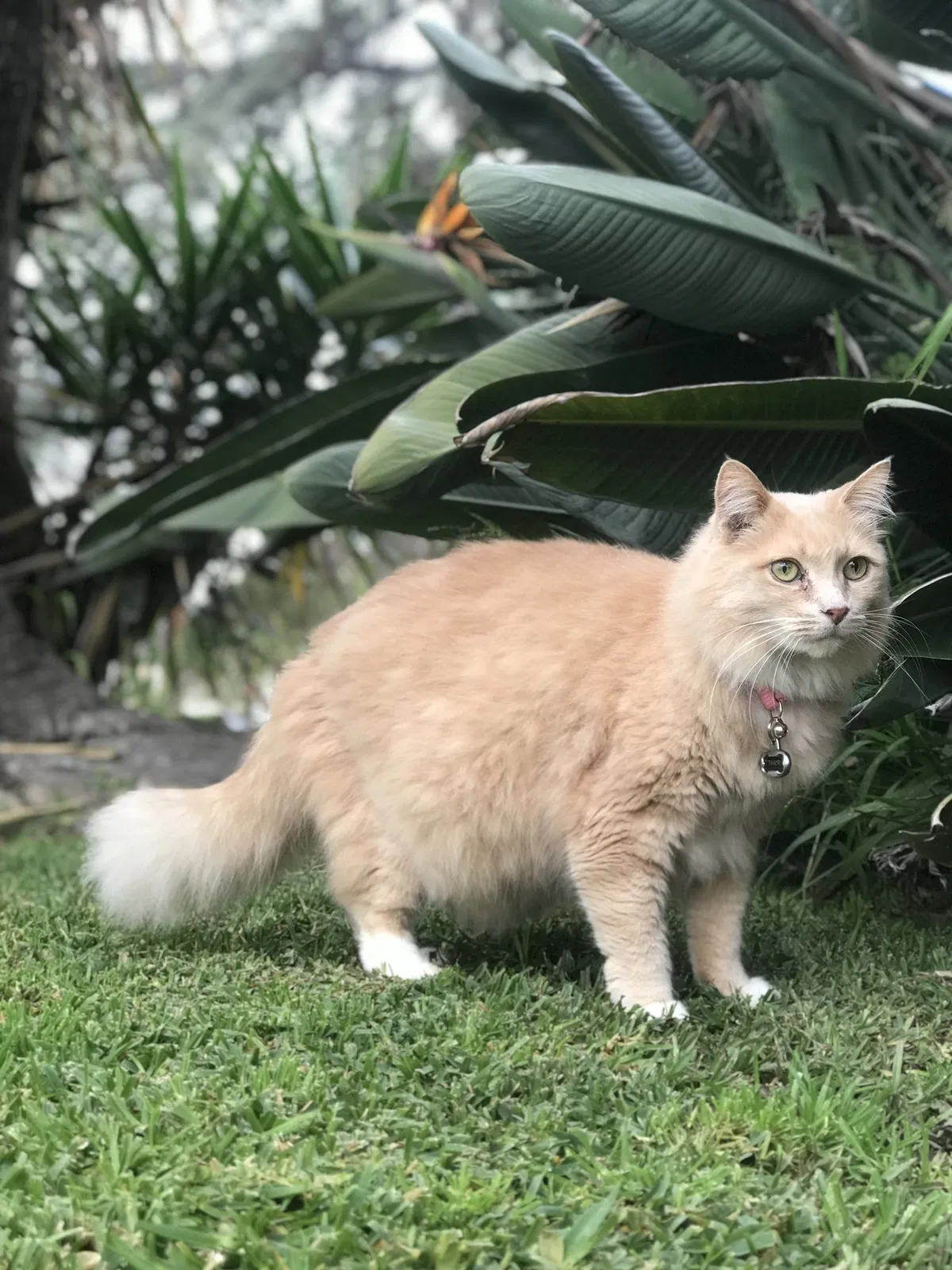 Lost cat in Long Beach, CA, 90808