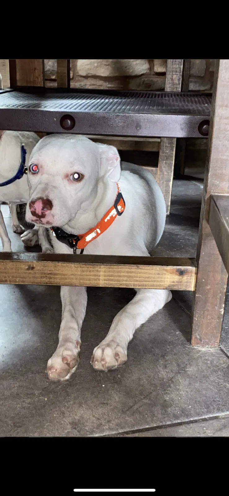 Lost dog in Tucson, AZ, 85713