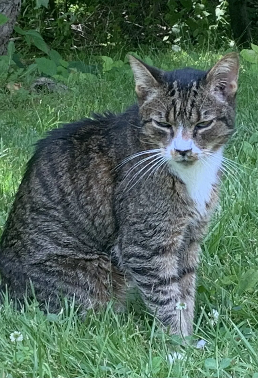 Lost cat in Rocky Hill, CT, 6067