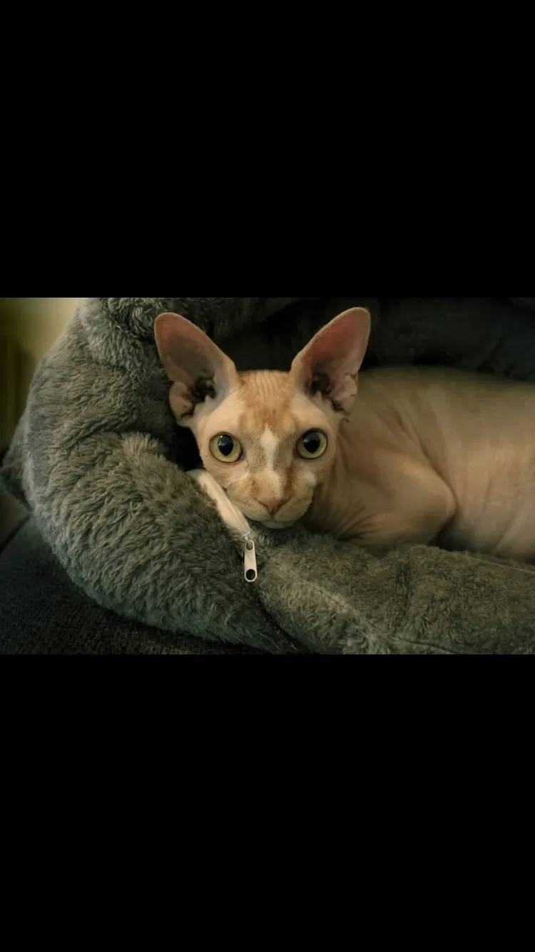 Lost cat in San Marcos, TX, 78666