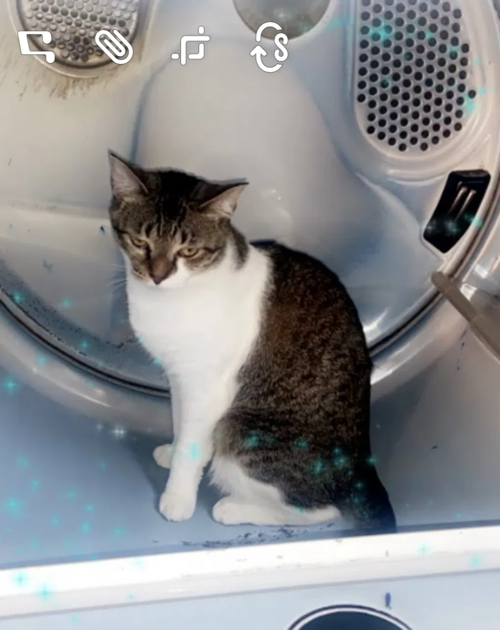 Lost cat in Kannapolis, NC, 28083