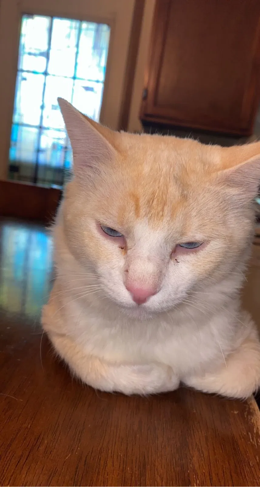 Lost cat in Littleton, CO, 80126