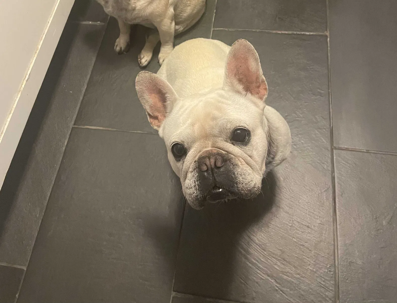 Lost dog in Tulsa, OK, 74134