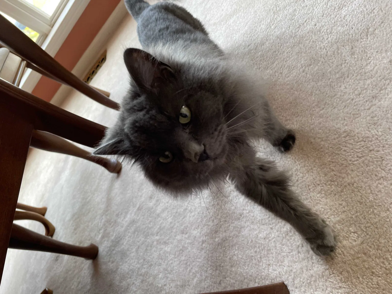Lost cat in Forest Hill, MD, 21050