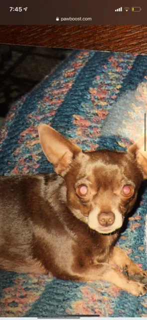 Lost dog in Riverside, CA, 92506