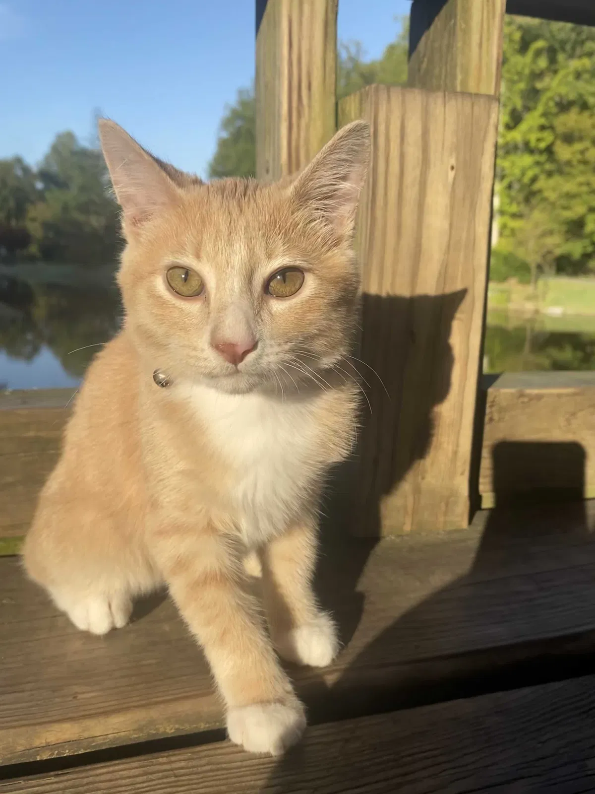 Lost cat in Rockville, MD, 20853