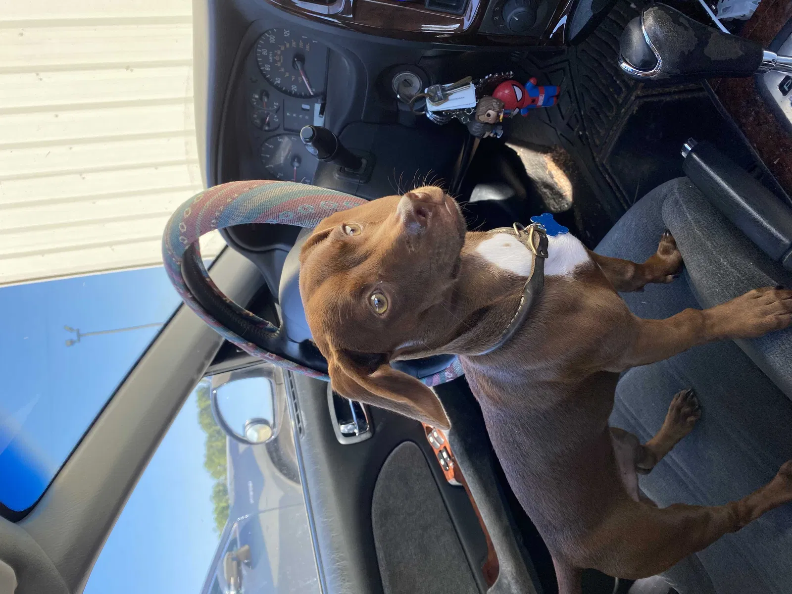 Lost dog in Paige, TX, 78659