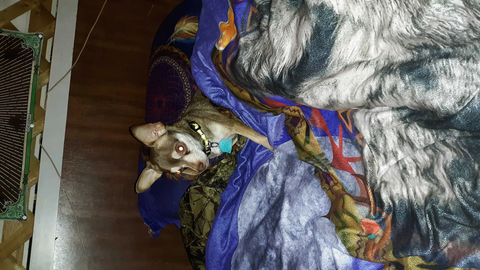 Lost dog in Fort Mc Coy, FL, 32134