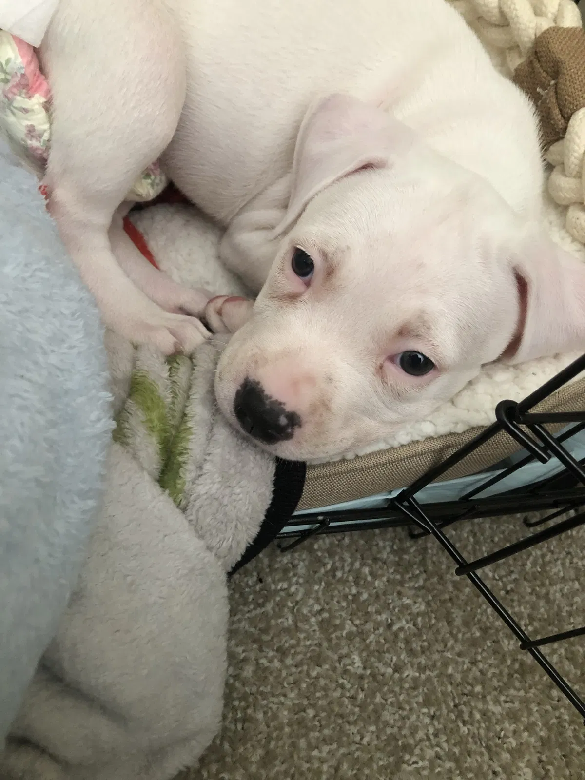 Lost dog in Lawrenceville, GA, 30044