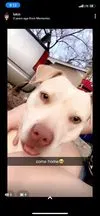Lost dog in Dallas, TX, 75212