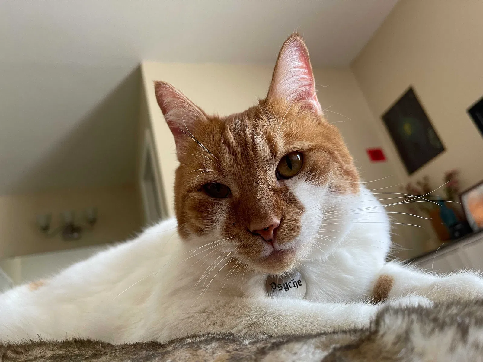 Lost cat in Fullerton, CA, 92831
