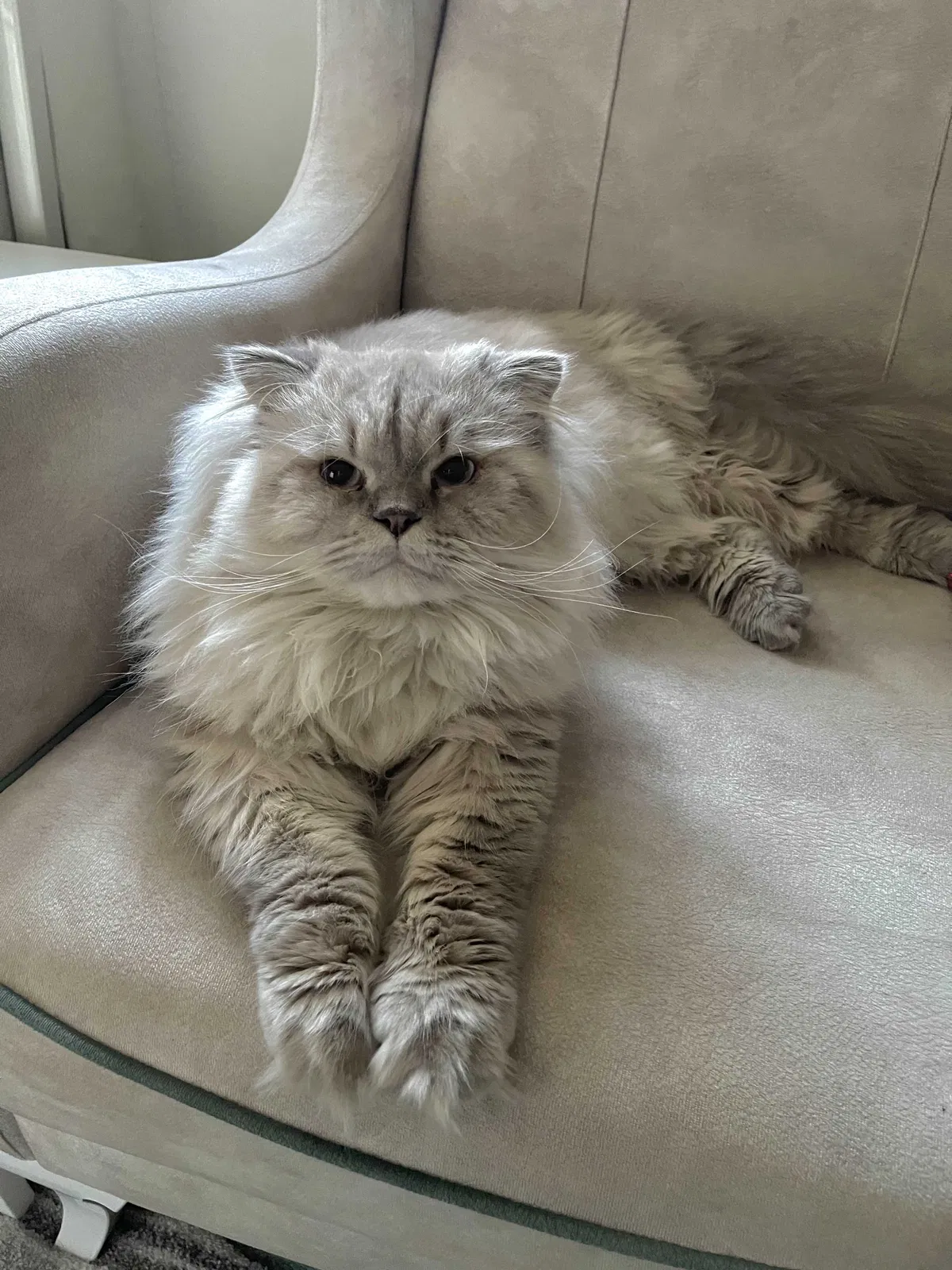 Lost cat in Riverside, NJ, 8075
