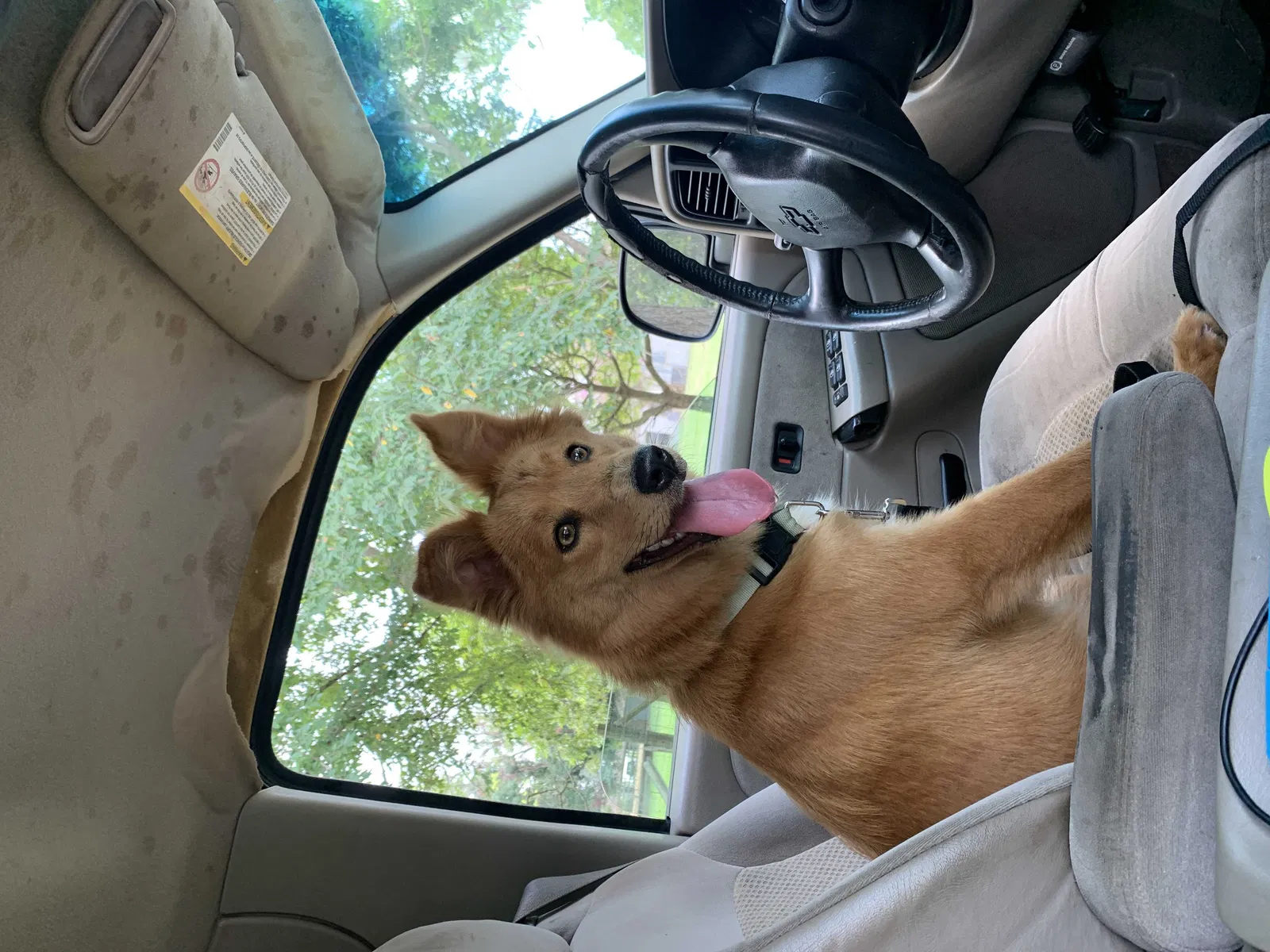 Lost dog in Larose, LA, 70373
