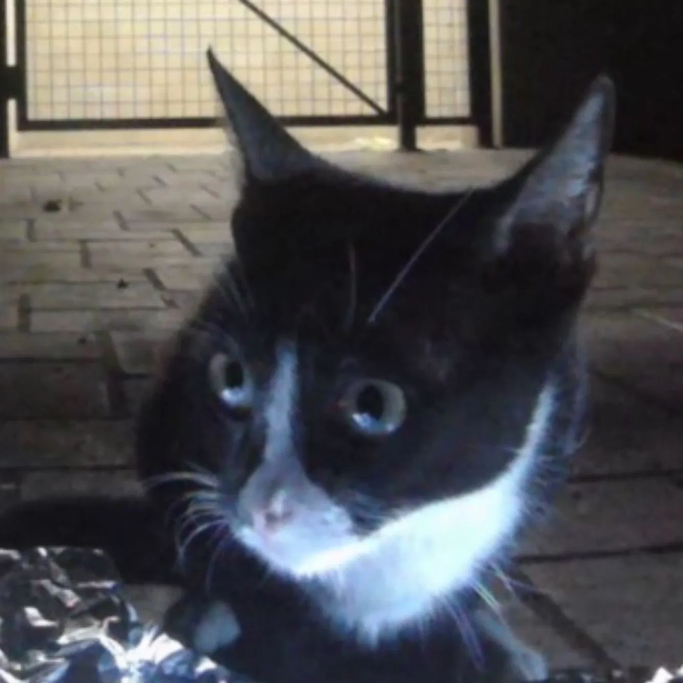 Lost cat in Los Angeles, CA, 90046