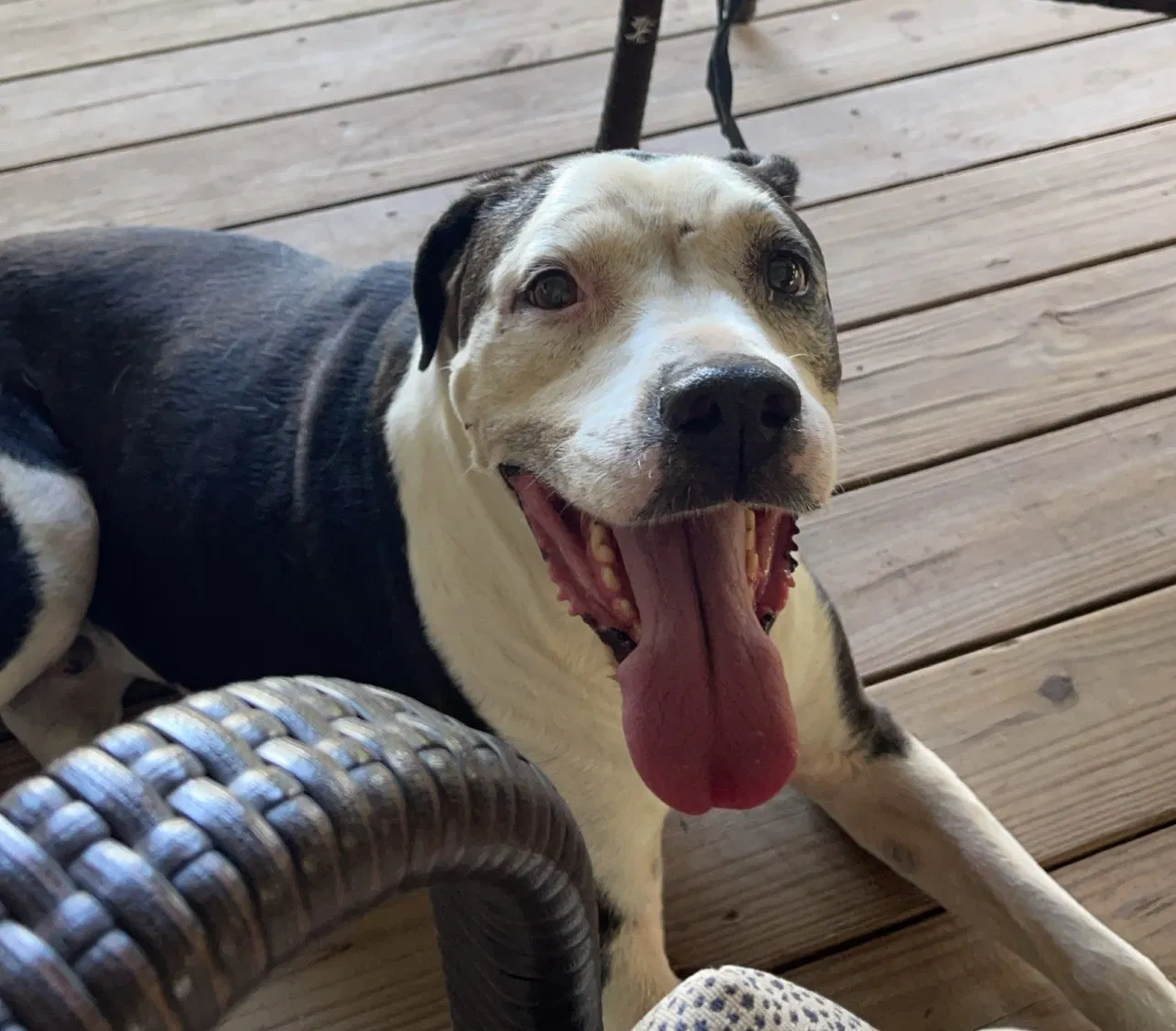 Lost dog in Dade City, FL, 33523