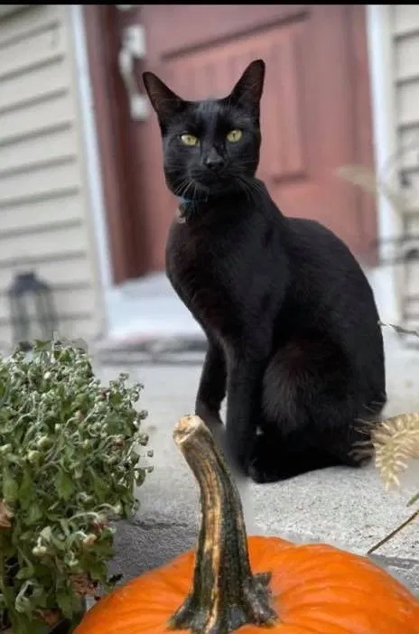 Lost cat in Cranston, RI, 2910