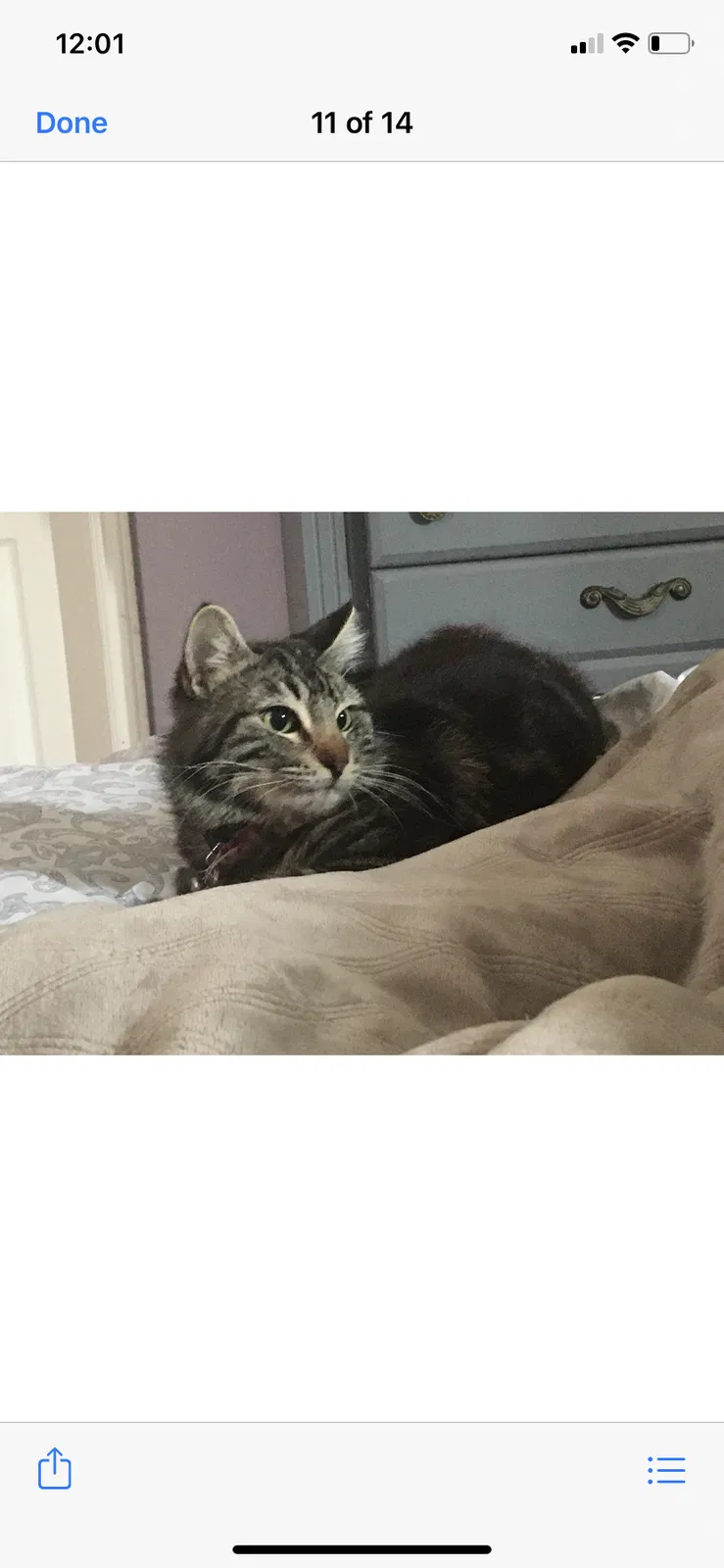Lost cat in Buena Park, CA, 90621