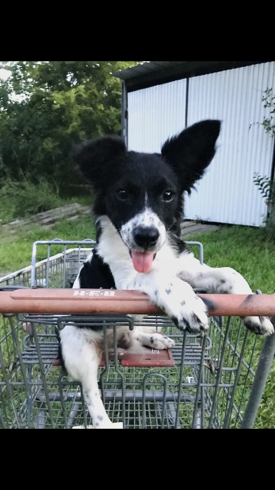 Lost dog in Houston, TX, 77055