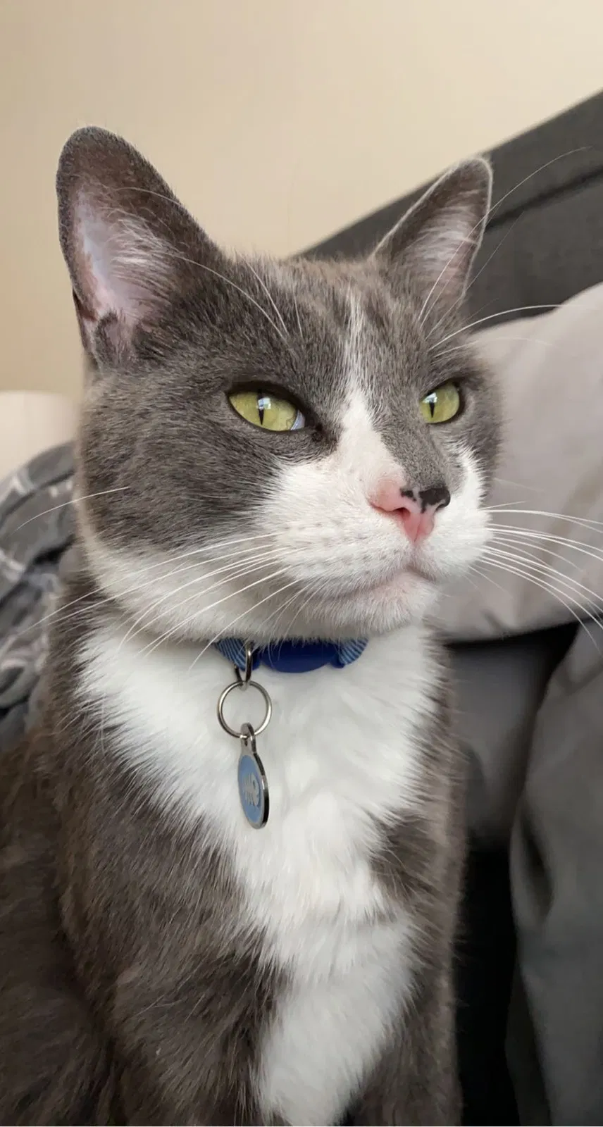 Lost cat in Kenosha, WI, 53142
