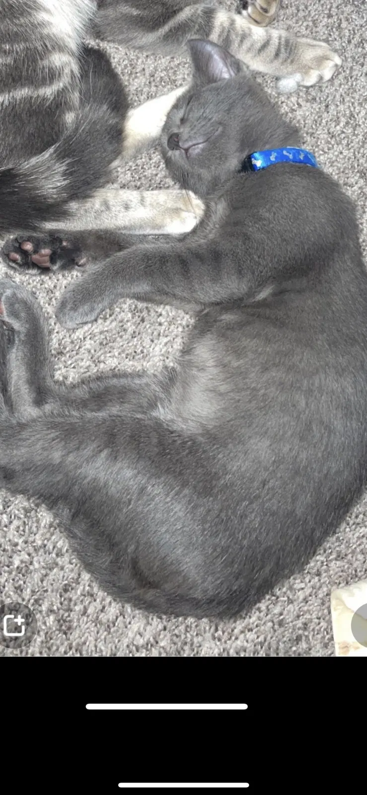 Lost cat in Arvada, CO, 80002