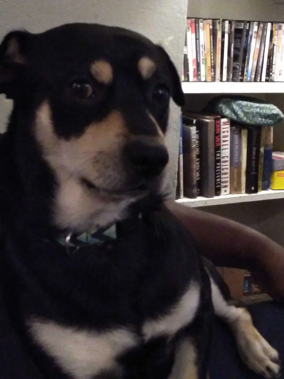 Lost dog in San Antonio, TX, 78227