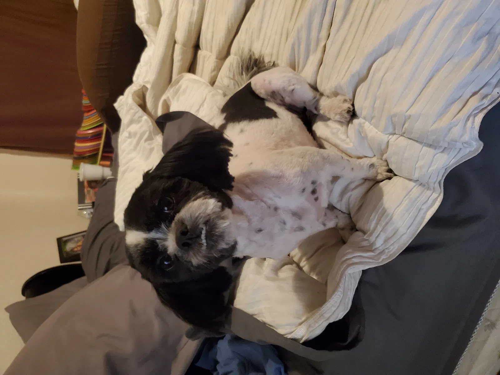 Lost dog in Pinon Hills, CA, 92372
