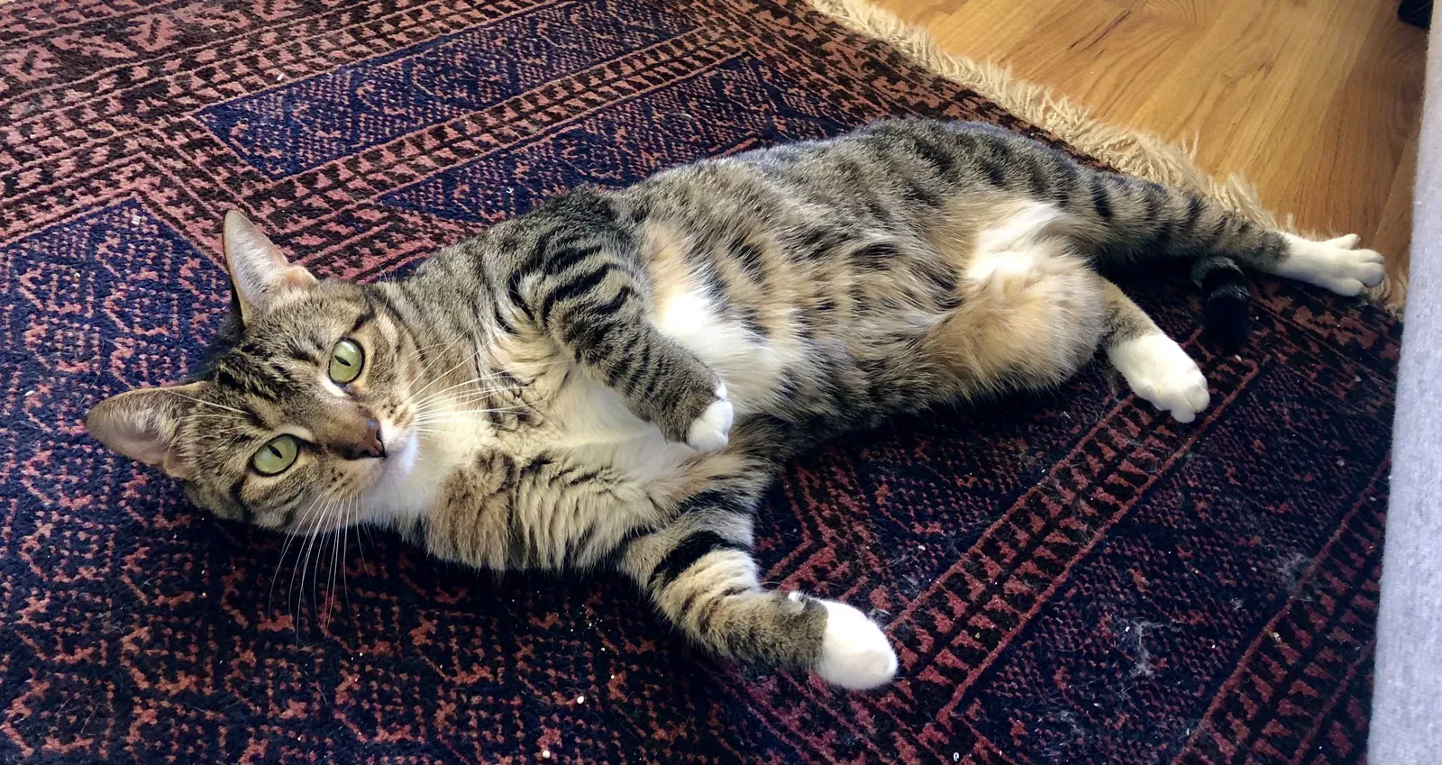 Lost cat in San Francisco, CA, 94110