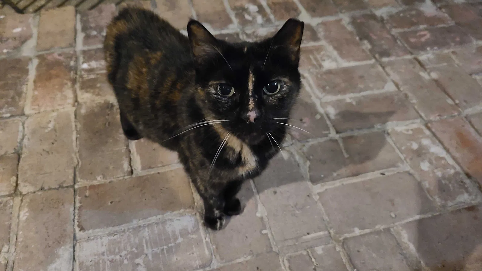 Lost cat in Metairie, LA, 70001