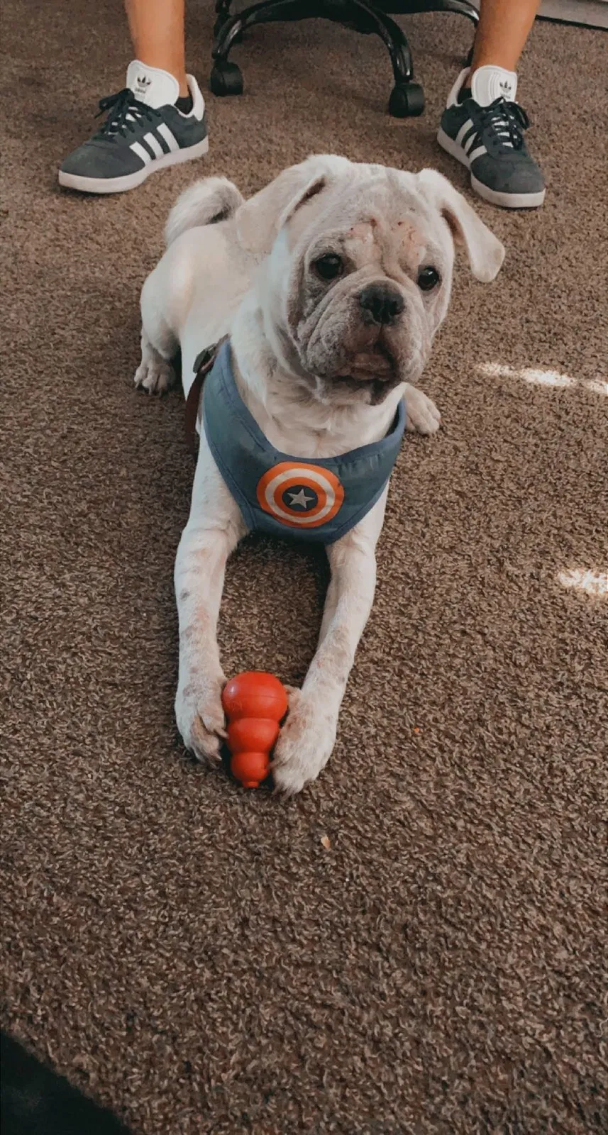Lost dog in Bakersfield, CA, 93307