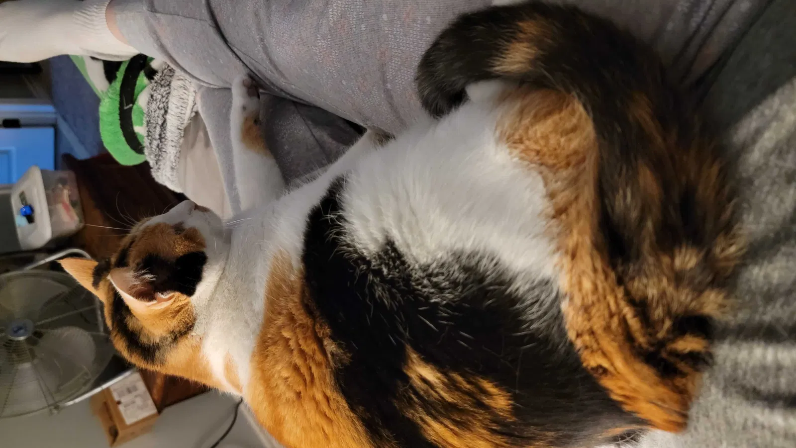 Lost cat in Boyd, TX, 76023