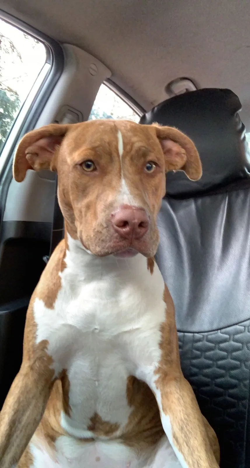 Lost dog in Oxnard, CA, 93030