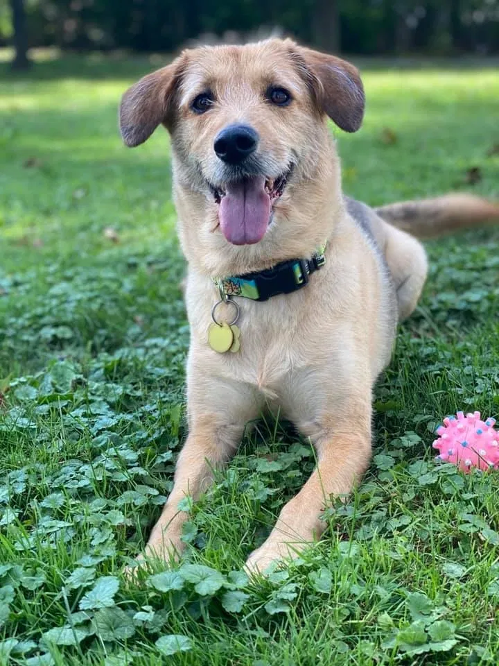 Lost dog in Cleveland, OH, 44128