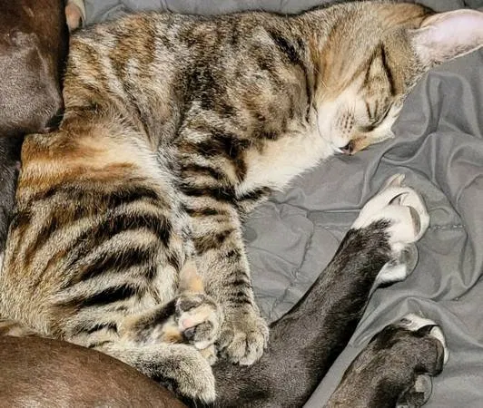 Lost cat in Colorado Springs, CO, 80904