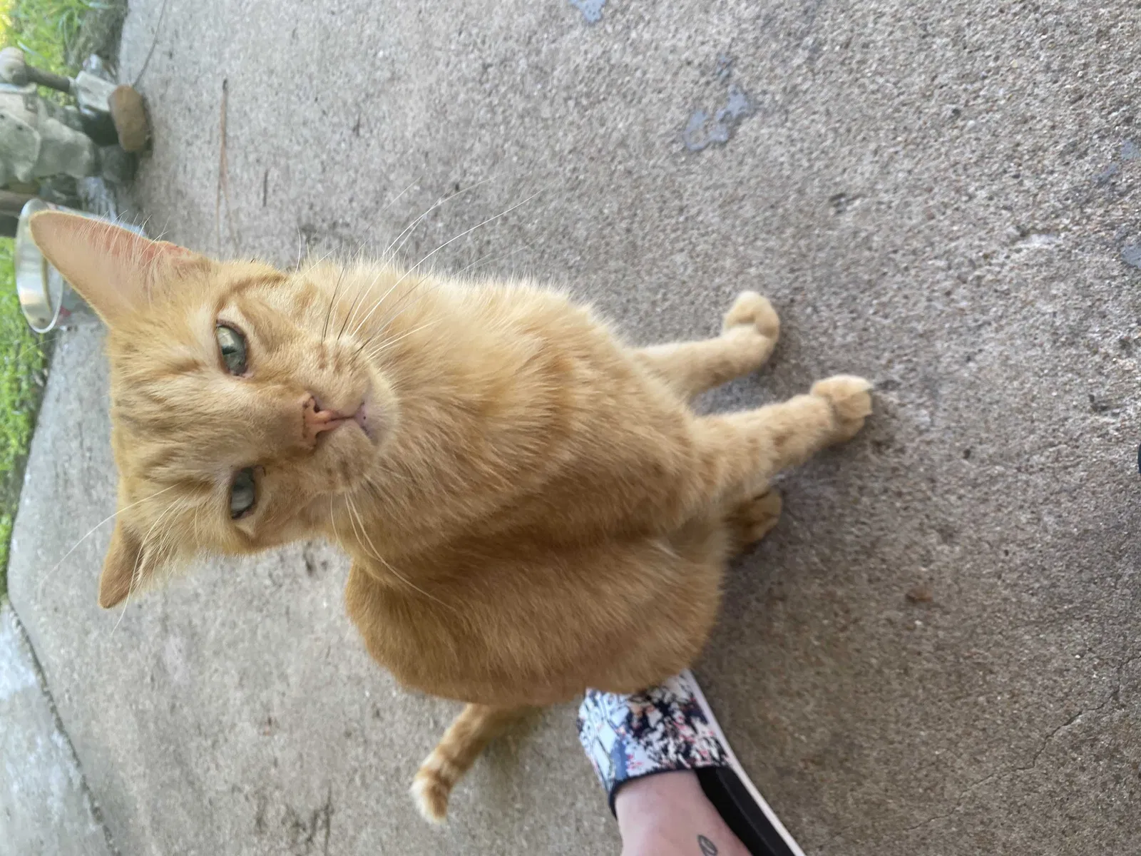 Lost cat in Friendswood, TX, 77546