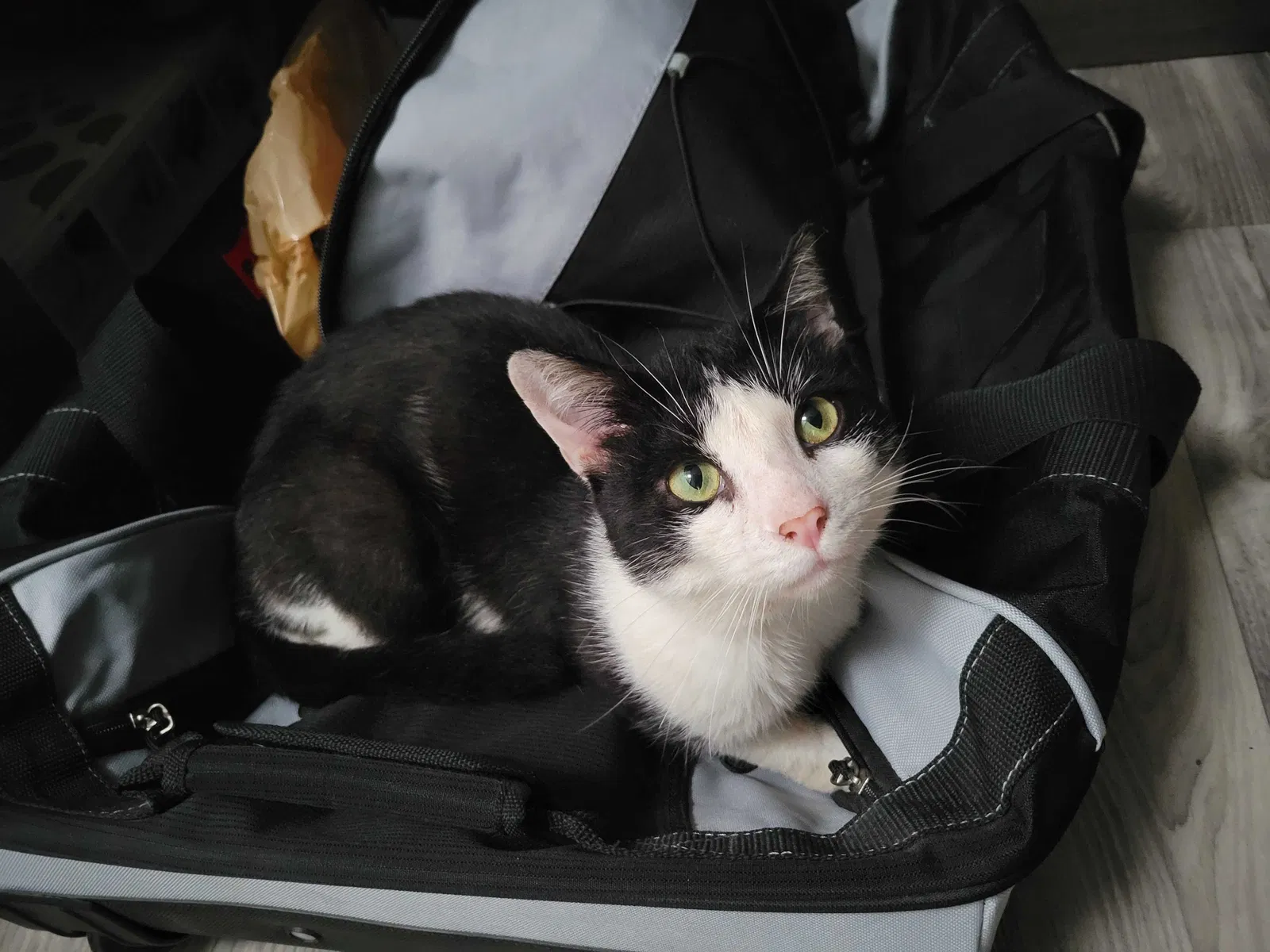 Found Cat