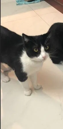Lost cat in Corona, CA, 92879