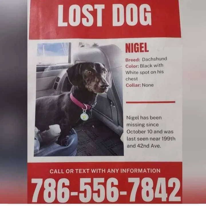 Lost dog in Opa Locka, FL, 33055