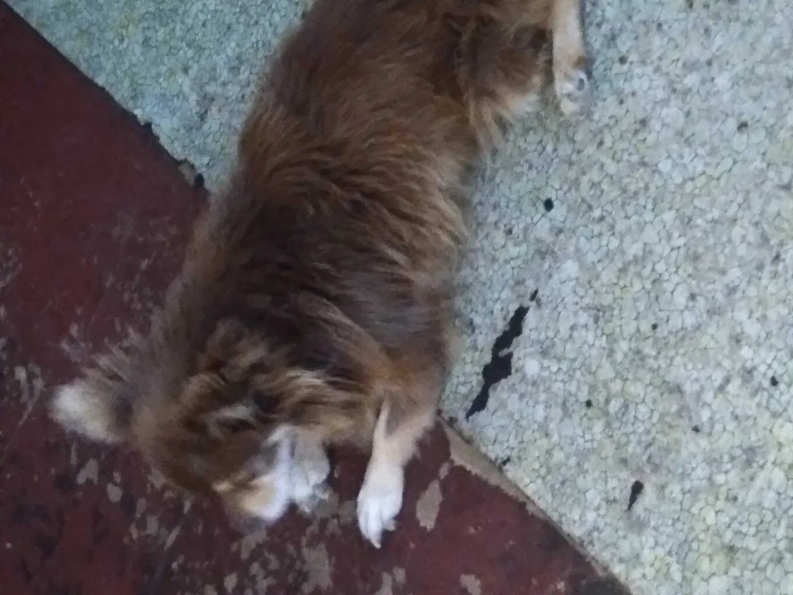 Lost dog in Williamsport, PA, 17701