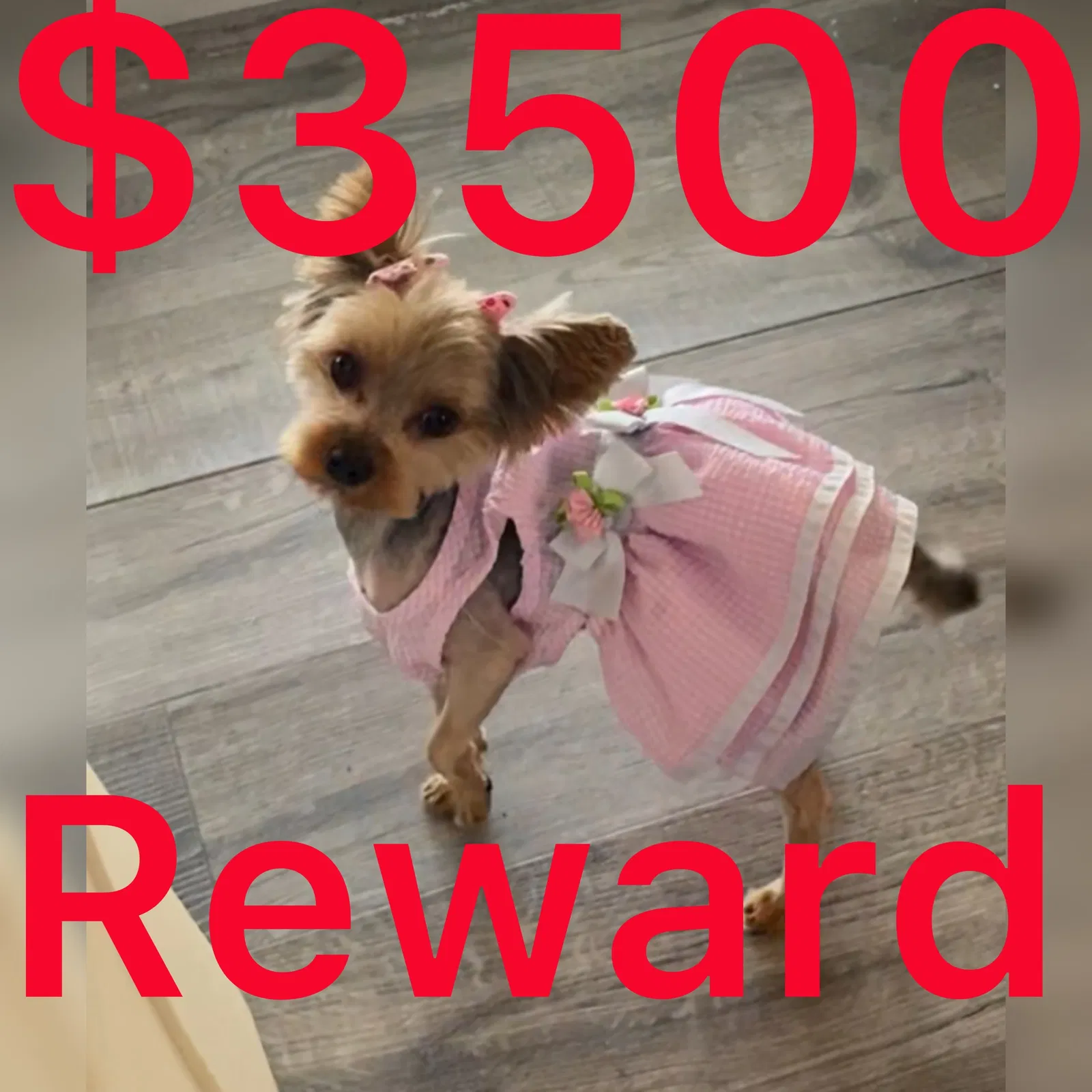 Lost dog in Opa Locka, FL, 33054