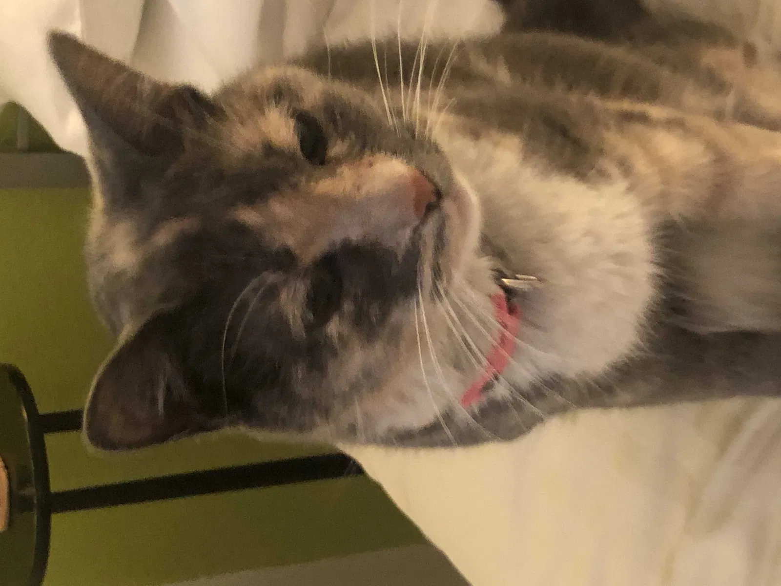 Found cat in Las Vegas, NV, 89147