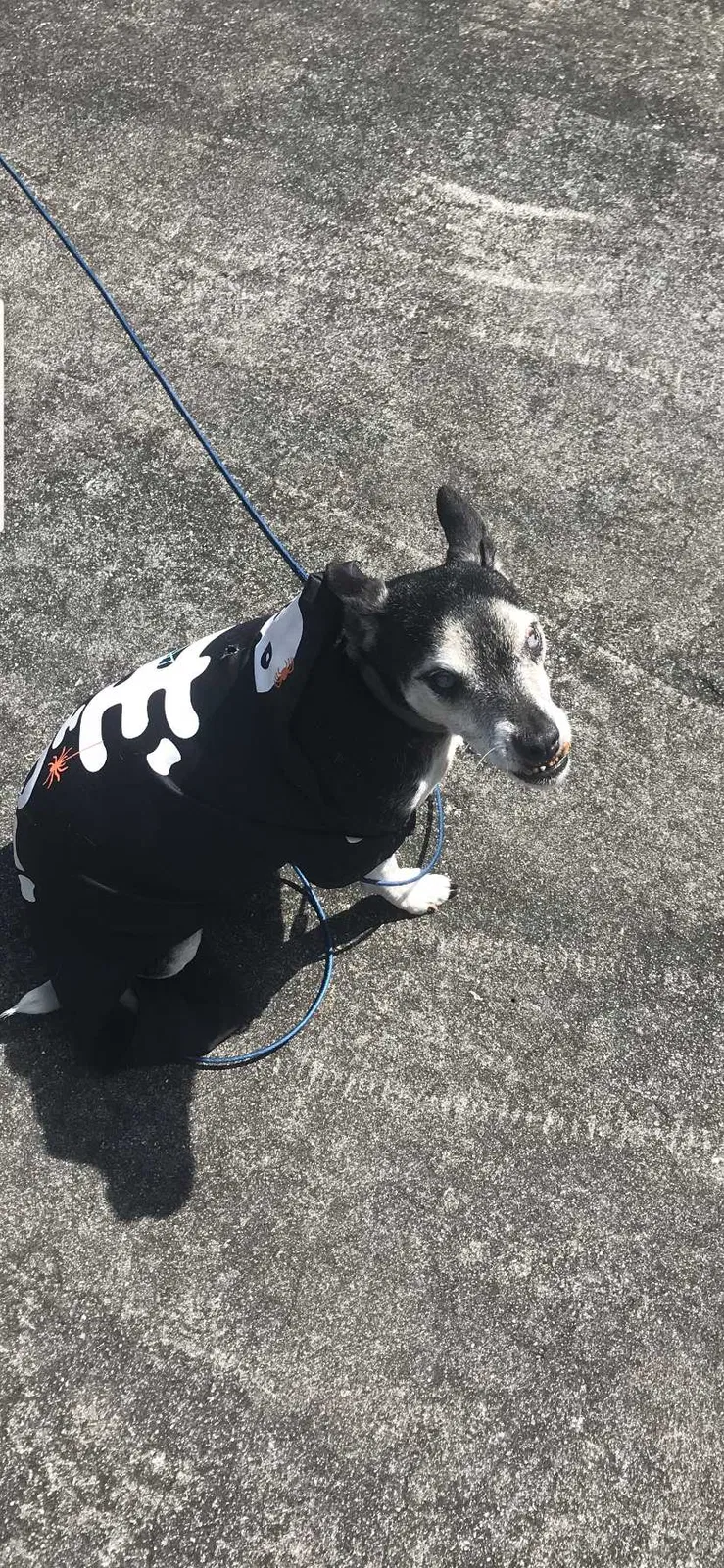Lost dog in Port Saint Lucie, FL, 34952