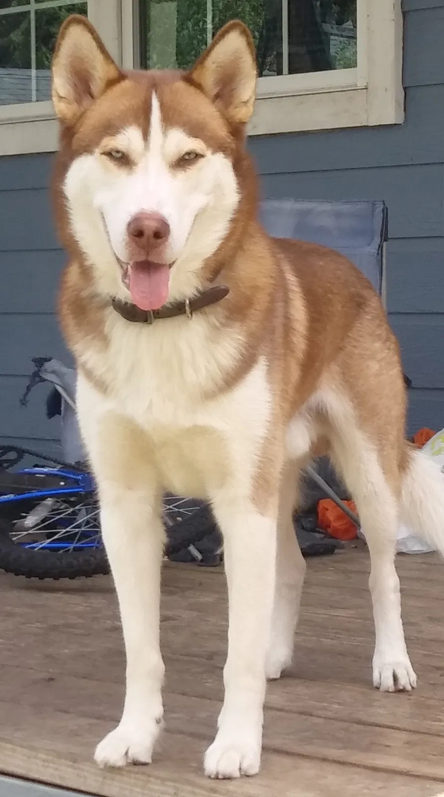 Lost dog in San Antonio, TX, 78204