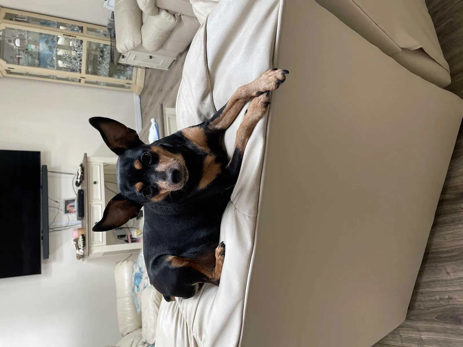 Lost dog in Unknown, TX, 0