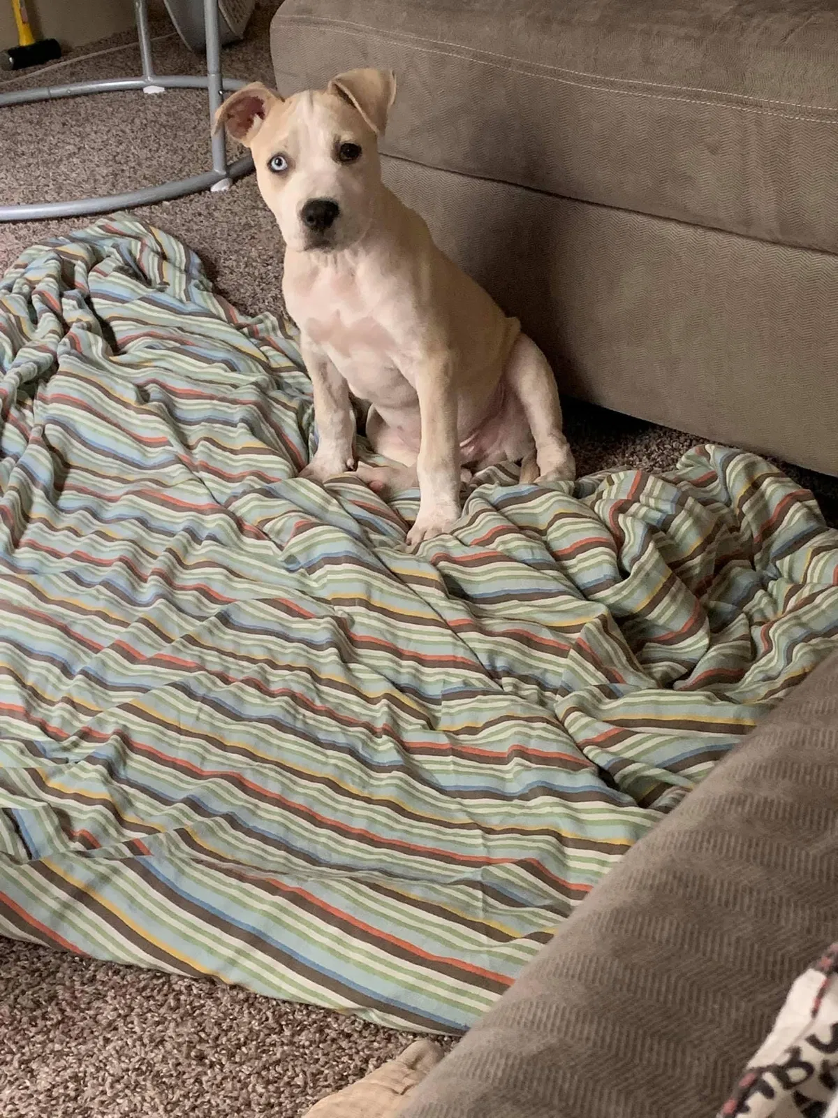 Lost dog in Harriman, TN, 37748