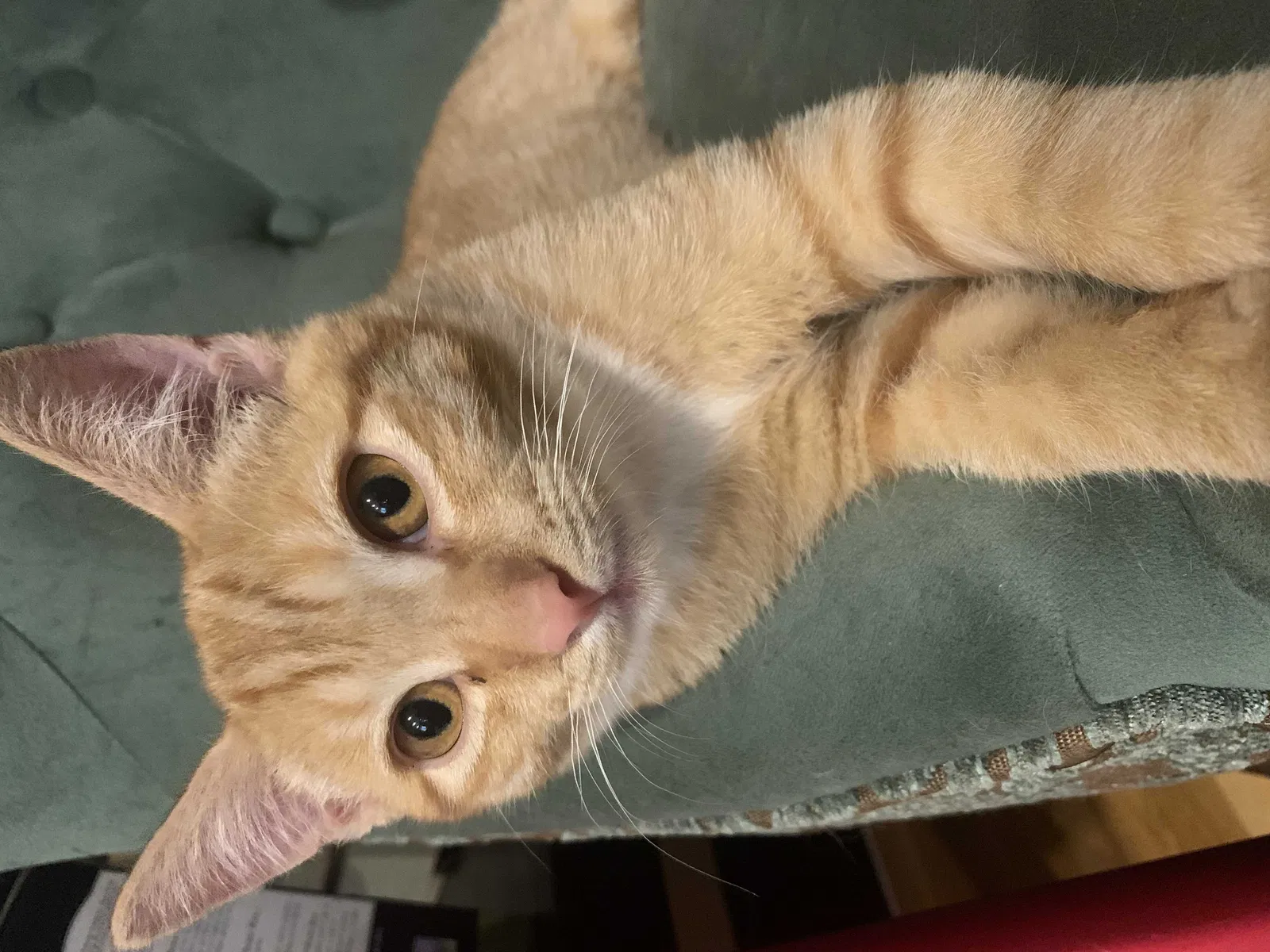 Lost cat in Lemon Grove, CA, 91945
