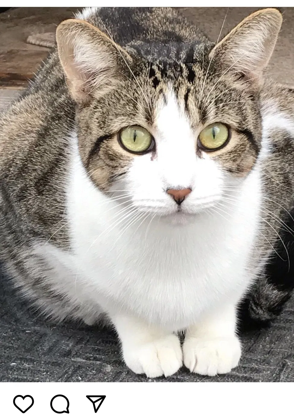 Lost cat in Howard Beach, NY, 11414