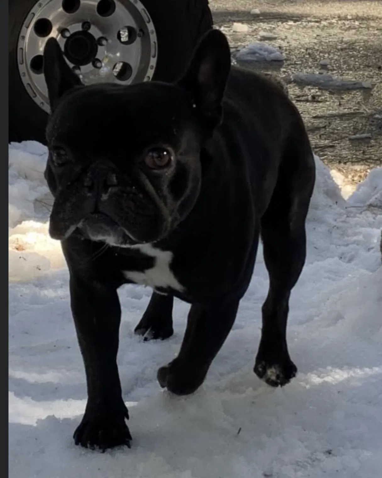 Lost dog in Sun City, CA, 92585