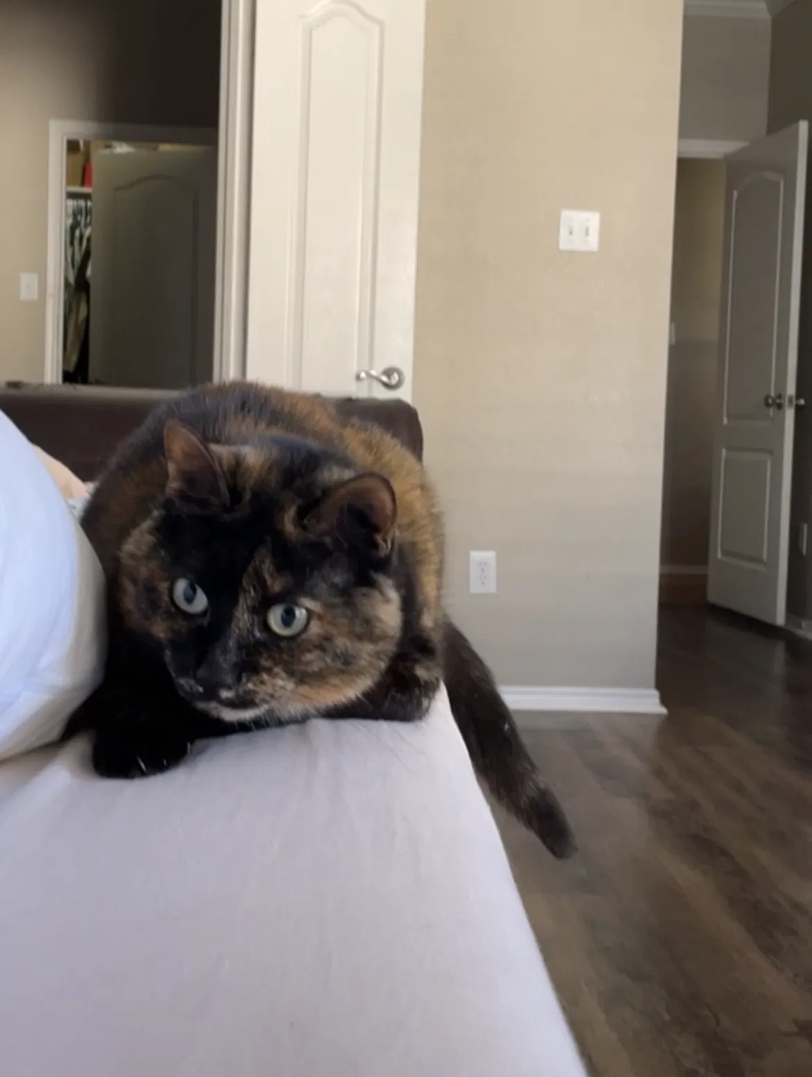 Lost cat in Carrollton, TX, 75007