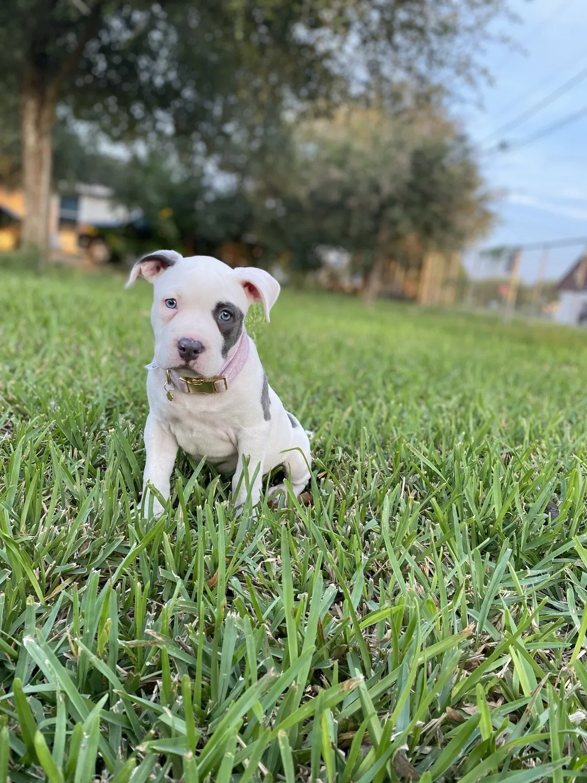 Lost dog in Edcouch, TX, 78538