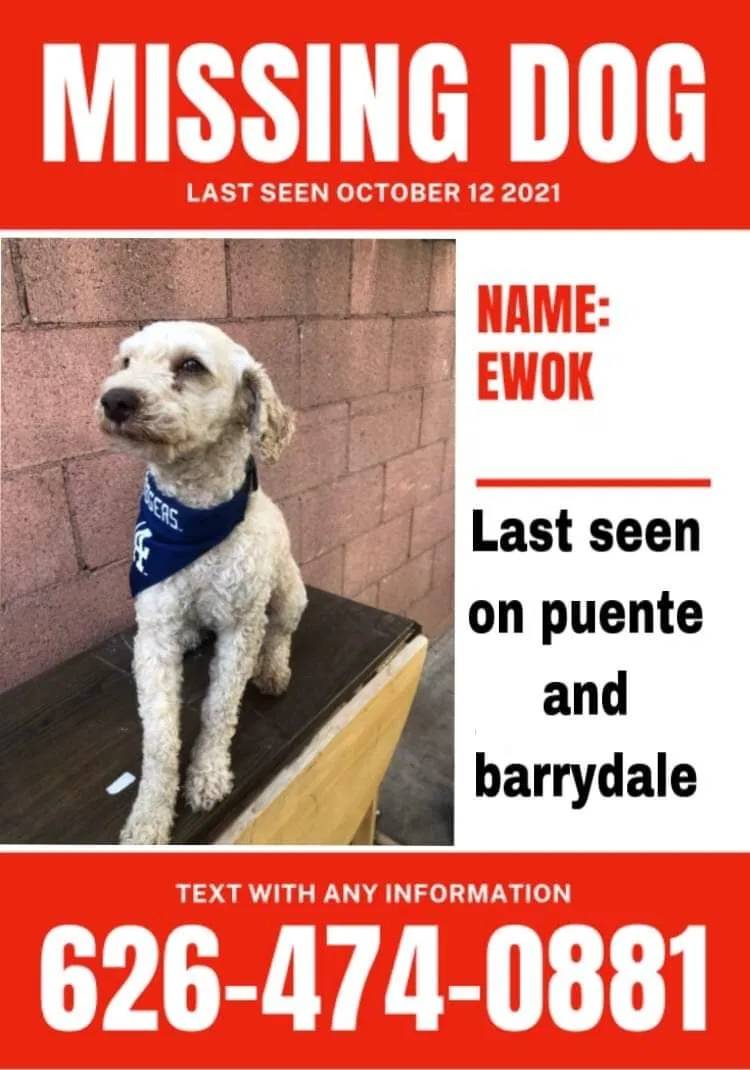 Lost dog in La Puente, CA, 91746